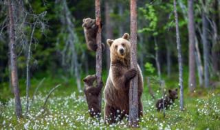 Три мечки обикалят търновски села