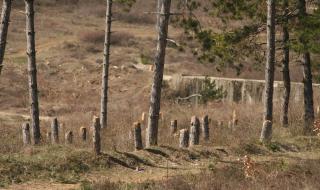 Щракнаха белезниците на 15 горски служители във Великотърновско