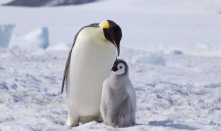 За пръв път от 13 години: Пингвинче от рядък вид се излюпи в аквапарк в Сан Диего (ВИДЕО)