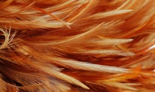 Екзотична оранжева птица потресе туристи, но се оказа... (СНИМКИ)