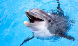Делфини роботи може да заменят истинските в аквапаркове (СНИМКИ)