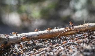 Откриха нов вид мравки-камикадзета (ВИДЕО)