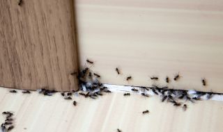За да се предпазите от мравките у дома, проверете това