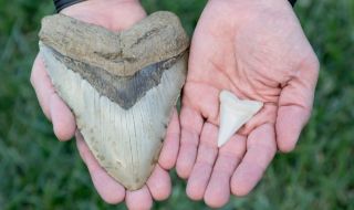 Дете намери зъб на изчезнал вид гигантска акула (СНИМКИ)