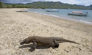 Индонезия затвaря остров Комодо, за да опази драконите (ВИДЕО)