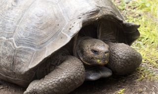Откриха нов вид костенурка на Галапагос