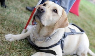 Такса "куче" в Кюстендил - една стотинка