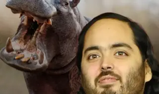 Синът на индийски милиардер предложи спасение за хипопотамите на Ескобар