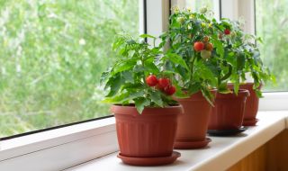 5 тънкости на отглеждането на плодове и зеленчуци в апартамента