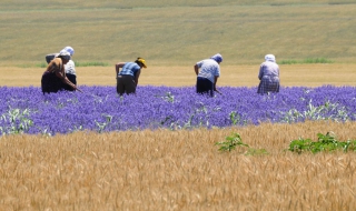 Спад на доходите и срив на цените на земеделската продукция