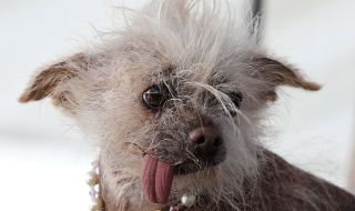 Отново търсят най-грозното куче, победителят прибира награда от 1500 долара