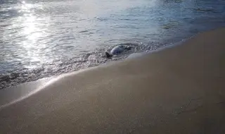 Dead birds and dolphins were found in Shabla, authorities are investigating 