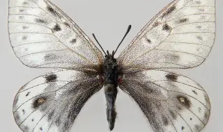 В Якутия търсиха най-северната пеперуда в света