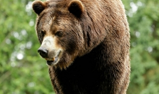 Румъния забрани лова на мечки и вълци