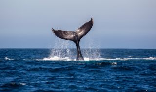 Еколози спасиха 10-метров кит от мрежа за акули (ВИДЕО)