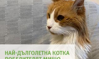 Ето я най-дълголетната котка в България