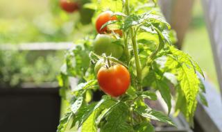 Отгледайте домати в апартамента