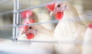 20% от всички яйценосни птици в страната са засегнати от инфлуенца