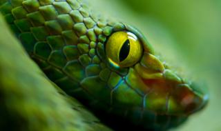 Откриха змия с 2 глави (ВИДЕО)