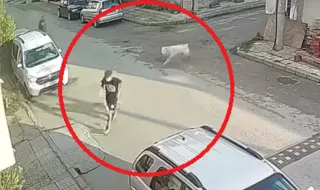 Алабай уби пудел и нахапа дете в Банско