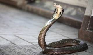 Снимка с кобра уби турист (ВИДЕО)