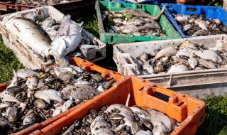 Няма обяснение за измирането на тонове риба в река Одер
