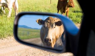 Кравите и свинете влияели повече на глобалното затопляне от автомобилите