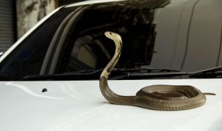 Жена хладнокръвно издърпа за опашката змия, скрила се в двигателя на кола (ВИДЕО)