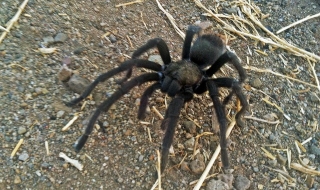 Катерачите в САЩ да внимават – влюбени тарантули!