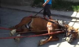Цигани пребиват коне на варварско състезание във Вършец (ВИДЕО)