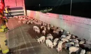 Свинщина: Камион с над 150 прасета се преобърна на магистрала в Охайо