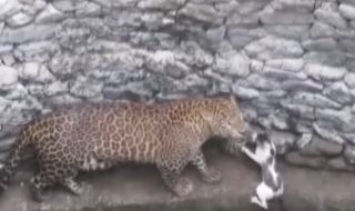 Котка се бие с леопард (ВИДЕО)