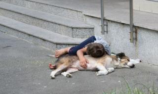 Разпасана държава - 44% от децата кучета ги яли