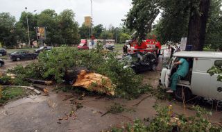 Дърво падна върху пет коли в Бургас