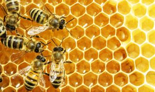 Създадоха първата ваксина за пчели
