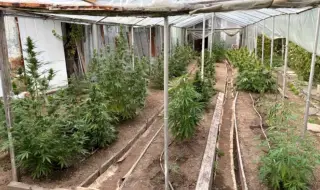 Откриха фабрика за марихуана в двора на звезда от Висшата лига