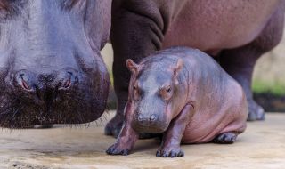 Бебе хипопотам се роди в Синсинати (ВИДЕО)
