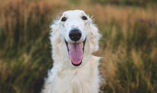 Куче с 31-сантиметров нос стана интернет сензация (СНИМКИ)