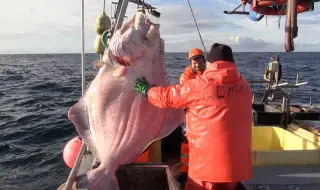 Москва заплаши с ответни мерки Фарьорските острови, ако автономната област на Дания въведе ограничения за руските рибари