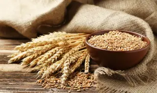 Пшеницата - лек за камъни в бъбреците