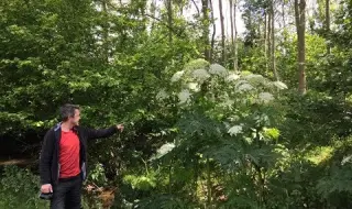 Do not touch the heracleum! This is the most dangerous plant in Bulgaria 