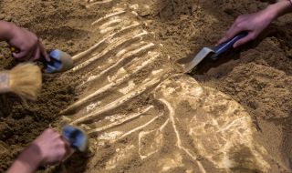 Откриха динозавър от непознат досега вид