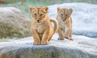 Зоопаркът в Рим показа двете лъвчета, родени по време на изолацията (ВИДЕО)