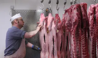 Какво месо ядем: ужасяващи кадри от испанска свинеферма