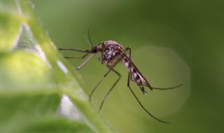 Комари тормозят Варна
