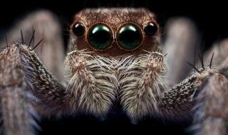 Паяк заживя в ухото на жена