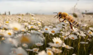 Пчелите у нас оцеляват все по-трудно