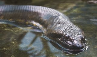 Забелязаха огромна змия да се спотайва във водите на Темза (СНИМКИ)