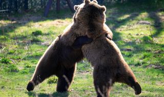 Мечки „нахлуха” в дом за възрастни хора в Северна Каролина (ВИДЕО)