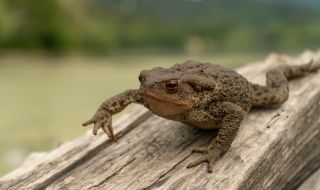 Откриха тръстикова жаба с гигантски размери в Австралия (СНИМКА+ВИДЕО)